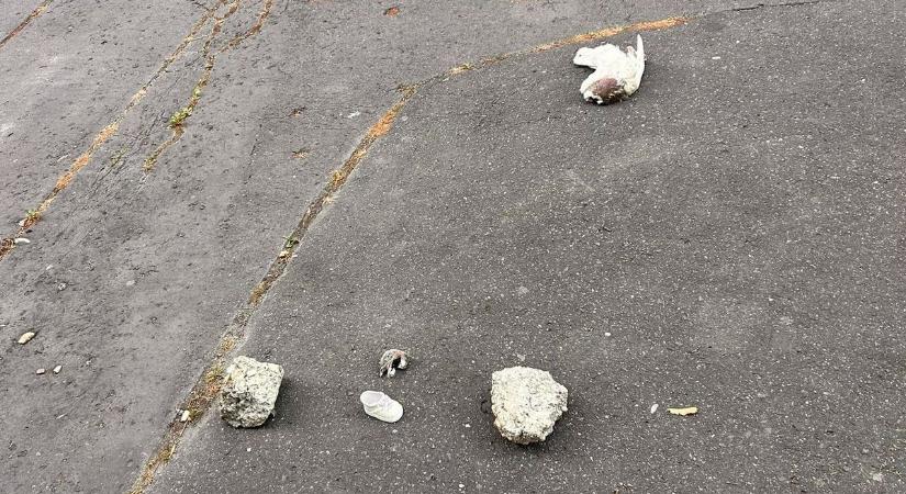 Horror Miskolcon! Levágott madárfej, kövek és gyerekcipő az út közepén