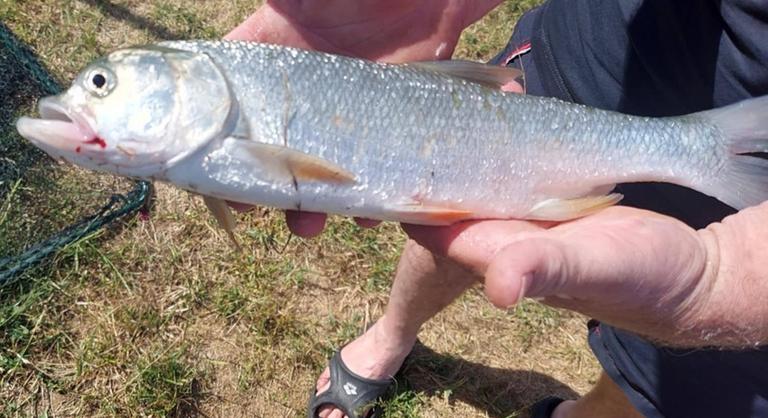 Eldeformálódott fejű halat fogtak a Pécsi-tóból