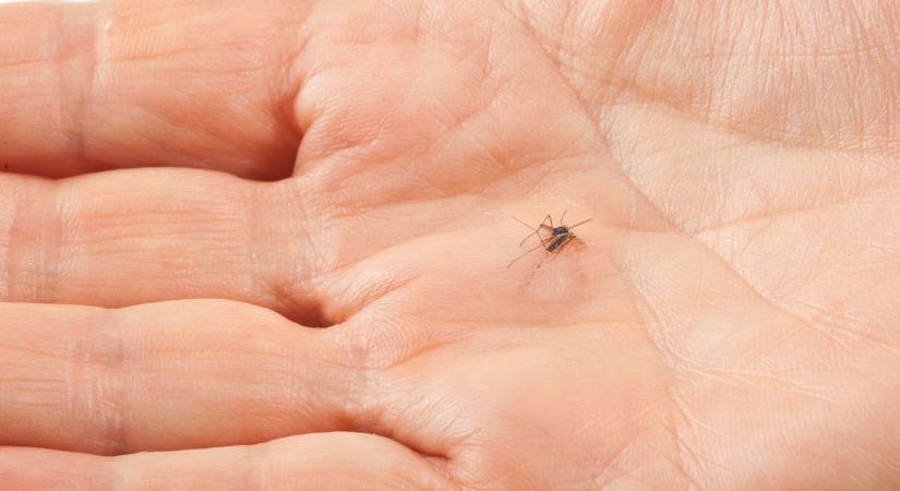 Folytatódik a szúnyogírtás - A héten Budapest hat kerületében és négy vármegye hetvenhét településén irtják a szúnyogokat