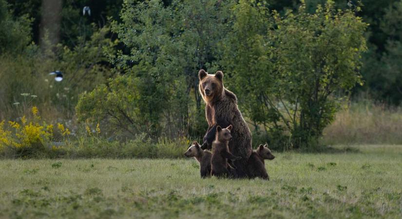 Az elárvult három medvebocsot keresik a Transzfogarasi úton