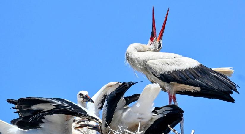Egyre több a gólya és ez nagyon jót jelent