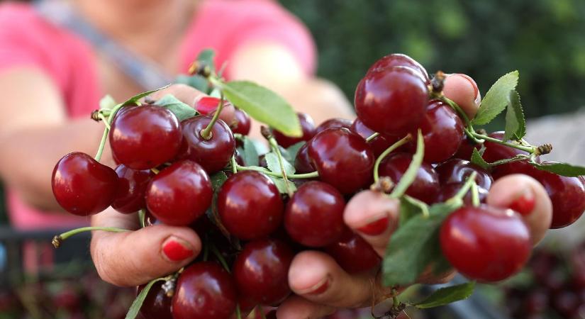Örök családi vita: pálinka vagy lekvár? Egyre meggy?