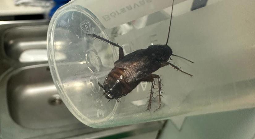A Péterfy Kórház szerint nincs náluk csótány, de ha mégis van, arról Karácsony tehet