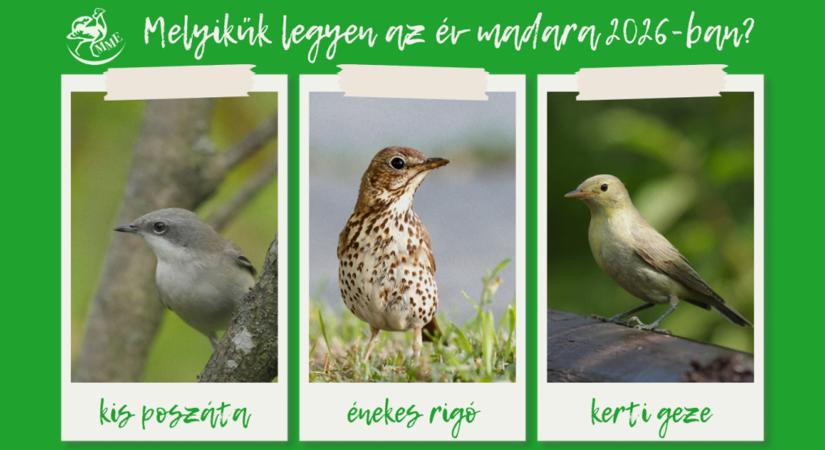 Idén is lehet szavazni az év madarára