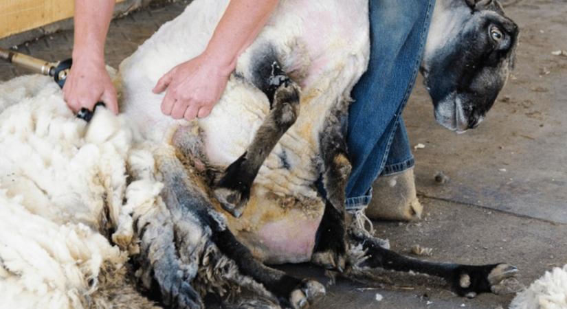 A haszonállatok szőrnyírásának szerepe a modern állattartásban