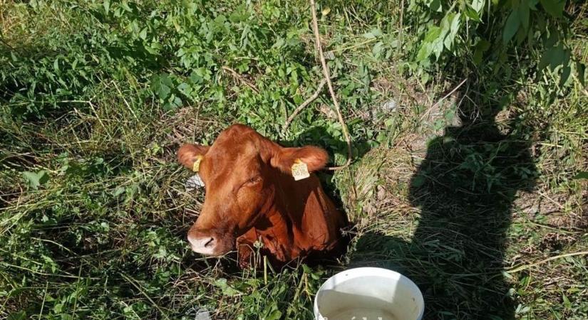 Gödörbe zuhant egy szarvasmarha, a tűzoltók a segítségére indultak