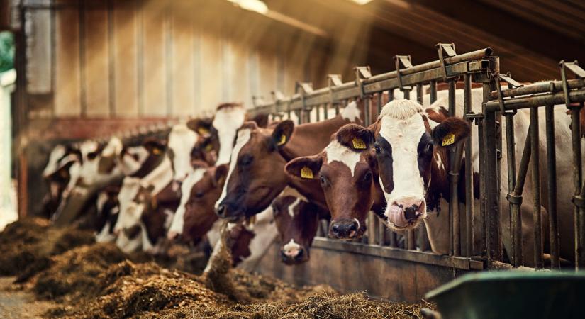 Segítség a száj- és körömfájás után: Az agrártárca 44 millió eurós pályázatot hirdetett a gazdáknak