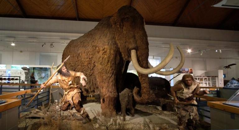 Természettudományi múzeum Debrecenben: kiírták a pályázatot