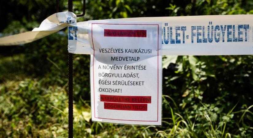 Nemcsak a medvetalp éget: ez a szimpa kerti zöldség is égési sérülést okozhat