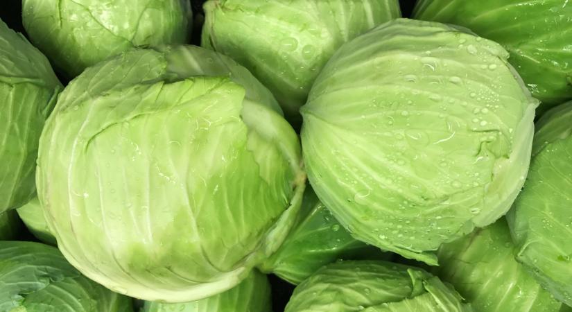 Valami nem stimmel a lengyeleknél: gondok vannak a káposztával
