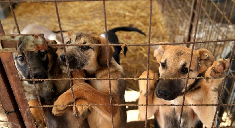 Fesztivál a Duna partján, batikolt pólók Baracson és remény a kennelek mögött