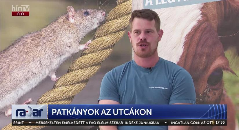 Radar - Patkányok az utcákon  videó
