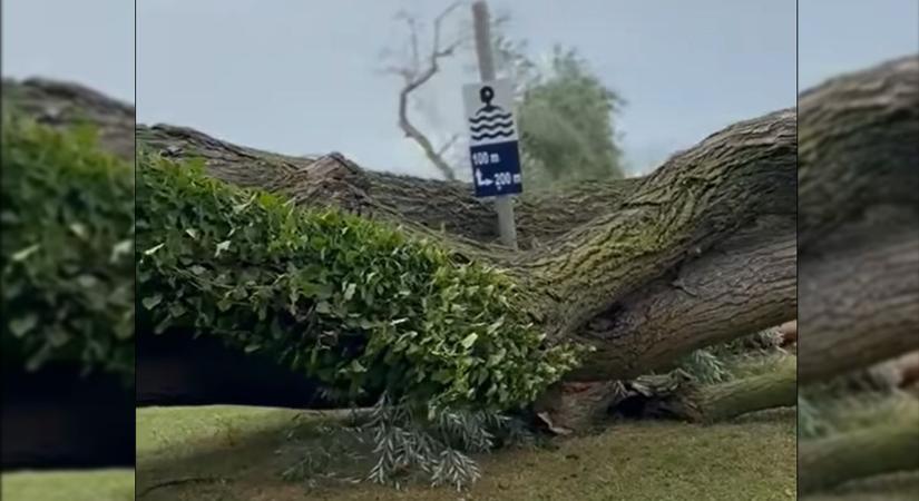 Kidöntötte a vihar a fonyódiak kedvenc óriás fűzfáját – videó
