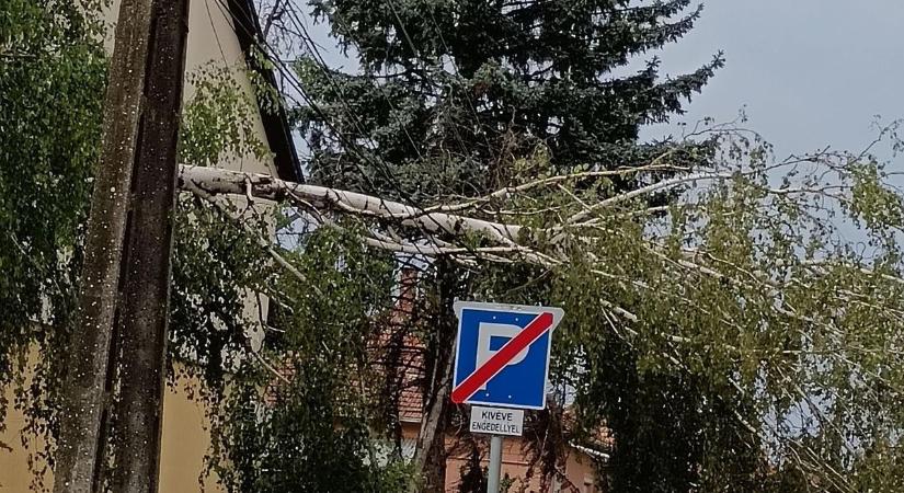A 450 kilós körbálát úgy tolta be az orkán erejű szél a napraforgóba, mintha csak egy cérnaguriga lett volna! - videóval