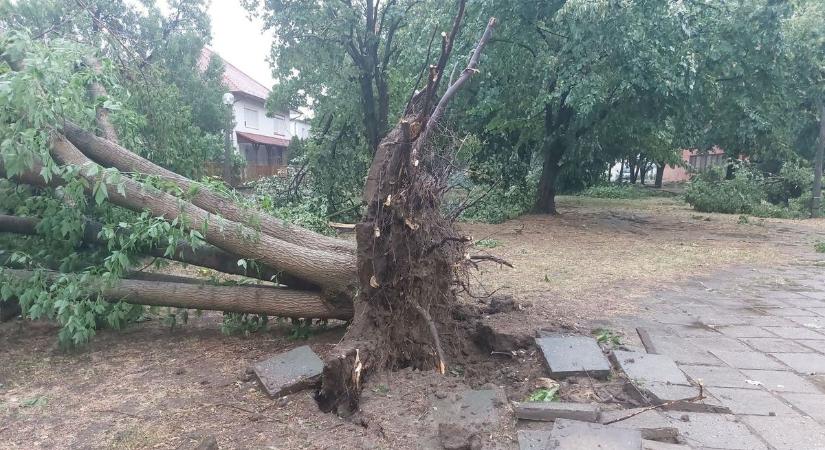 Egy asszonyt a szomszédai szabadították ki Vásárhelyen az autójából, amire rádőlt egy fa – videóval