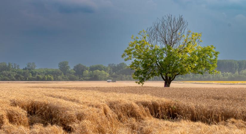 Magyar agrárminiszter: Brüsszel beverte a szöget a gazdák koporsójába