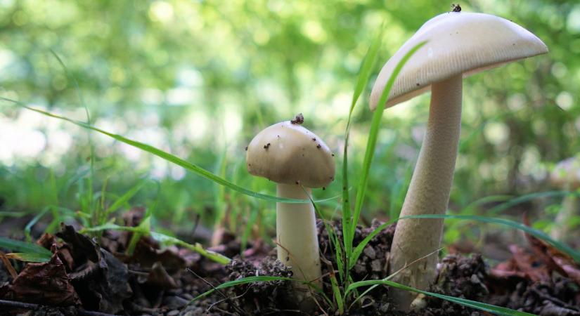 Bűnösnek találták a családját gombával megmérgező nőt