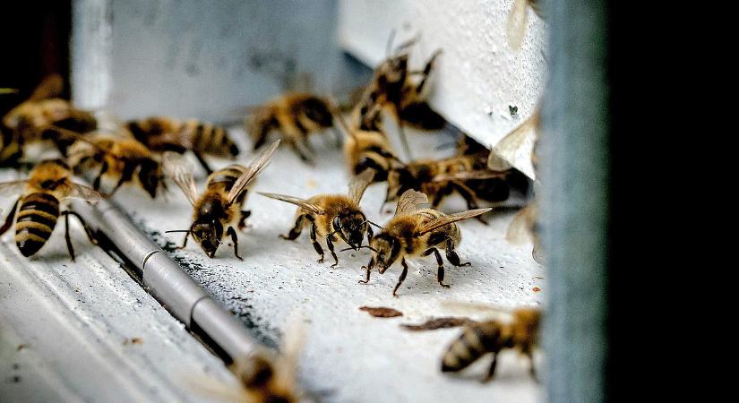 Méhpánik a belvárosban – felbőszült raj csapott le a járókelőkre