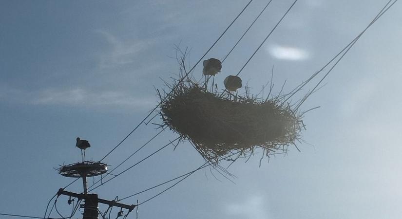 A gólyákat sem kímélte a pusztító vihar Hevesben