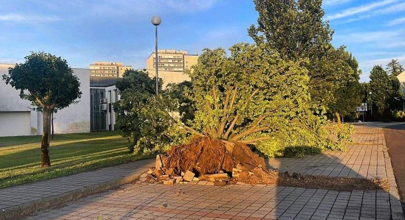 Autókra dőlt fák, leszakadt tetők – a Debreceni Egyetem campusain is tarolt a hétfői vihar
