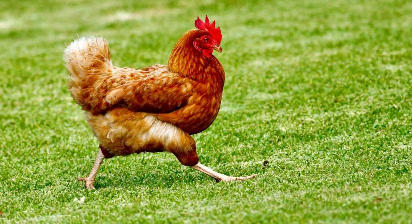 A vágósertés ára csökkent, a baromfié nőtt az év elején