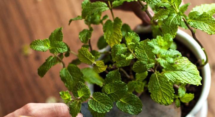 Menta: a növény, ami túléli a kezdő balkonkertészeket is