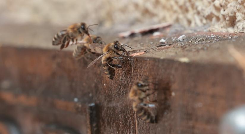 Óriási méhkas veszélyeztet egy Váci utcai társasháznál: csak idő kérdése, hogy a járókelők nyakába szakadjon