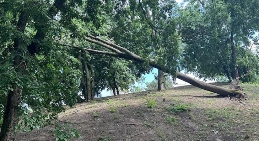Letarolta az Érsekkertet a vihar, fákat csavart ki az elemi erejű szél