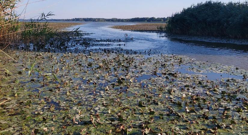 Átok vagy áldás? Elárasztotta a sulyom a Kis-Balatont – ez a horgászokat is érinti