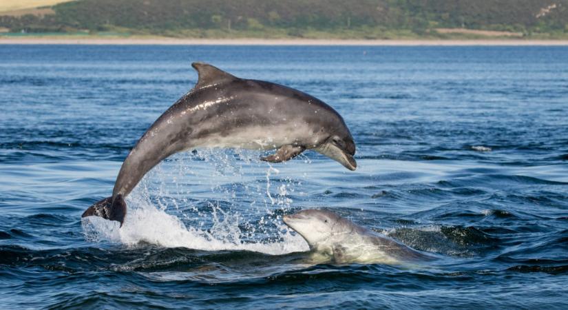 Terméketlenné teheti a delfineket az emberi szennyezőanyag