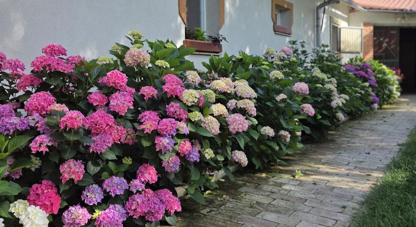 Emlékből lett álomkert – egy 17 tőből, 6 fajtából álló hortenziasor története
