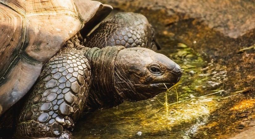 Teknőst mentett az autópályán a 77 éves férfi, az életével fizetett hőstettéért