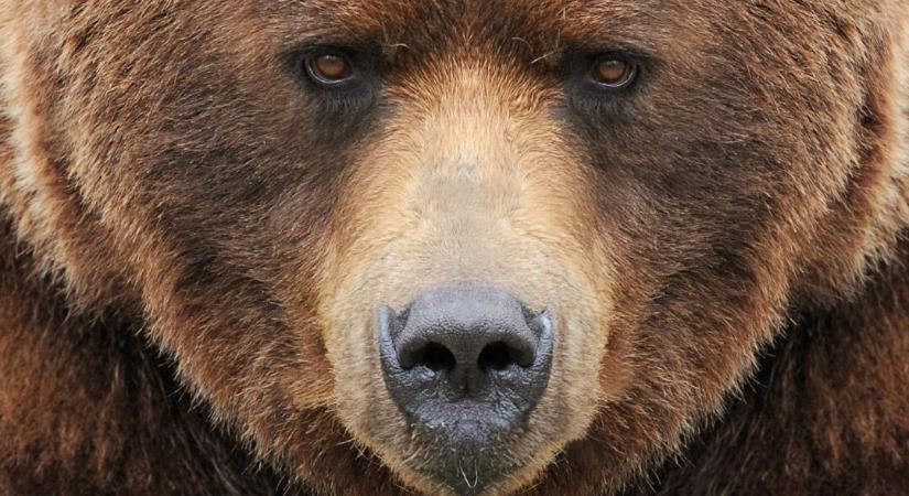 Csökkent a barna medvék száma Szlovákiában