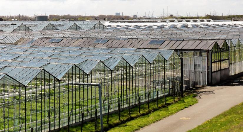 A faiskolai növények tették ki javarészt a dísznövénytermesztést tavaly