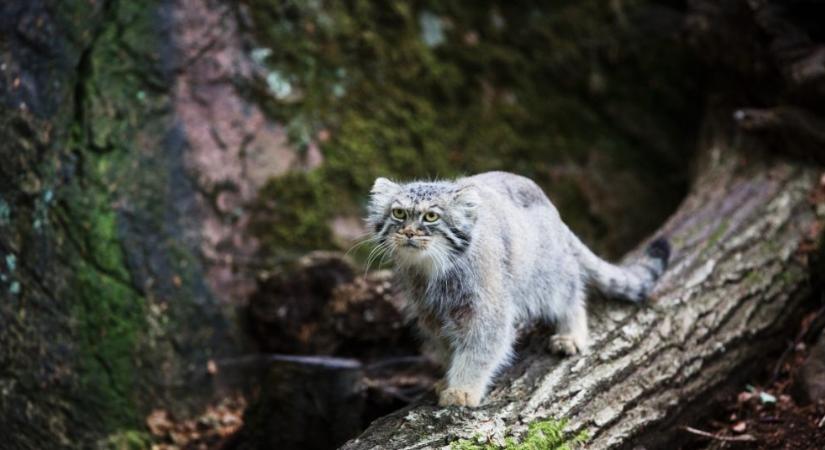 Mennyire ismered a vadmacskákat? – Kvíz