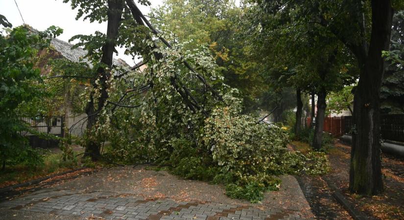 Nagy a baj, lezárták az Óbudai-szigetet