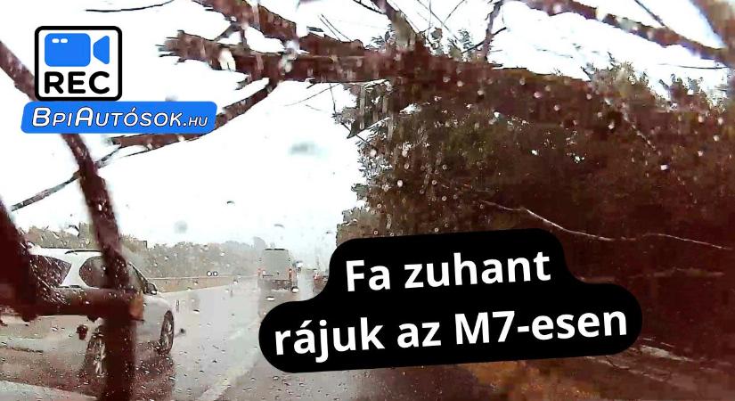 A tegnapi vihar közben az M7-esen zuhant egy hatalmas fa olvasónk autójára – Videón a drámai pillanat