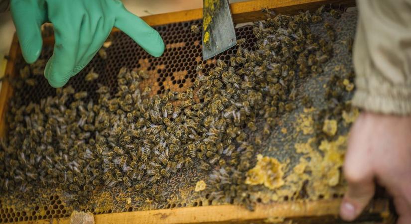 A hideg után itt a következő gond, új veszély tehet keresztbe a bőséges hevesi méztermésnek