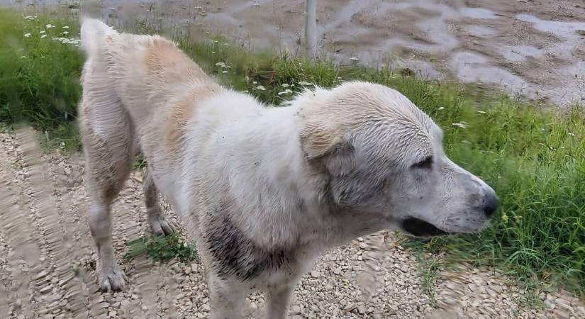 Gazdát keres a vihartól megriadt kutyus