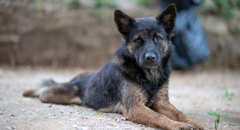 Kutyákkal élt a nyolcéves fiú – négykézláb járt és ugatva kommunikált, mikor rátaláltak