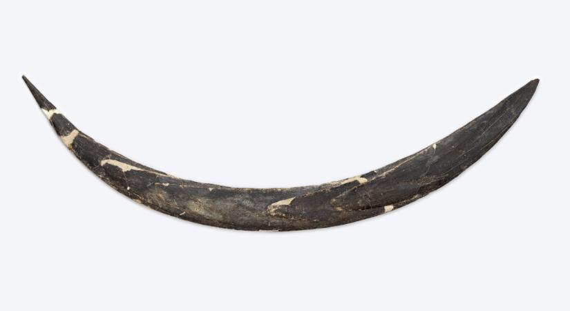 Átírhatja a Homo sapiens történetét egy 42 ezer éves bumeráng