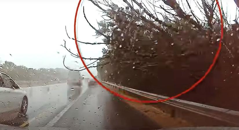 Menet közben dőlt fa egy autóra az M7-es autópályán, videón a kikerülhetetlen baleset
