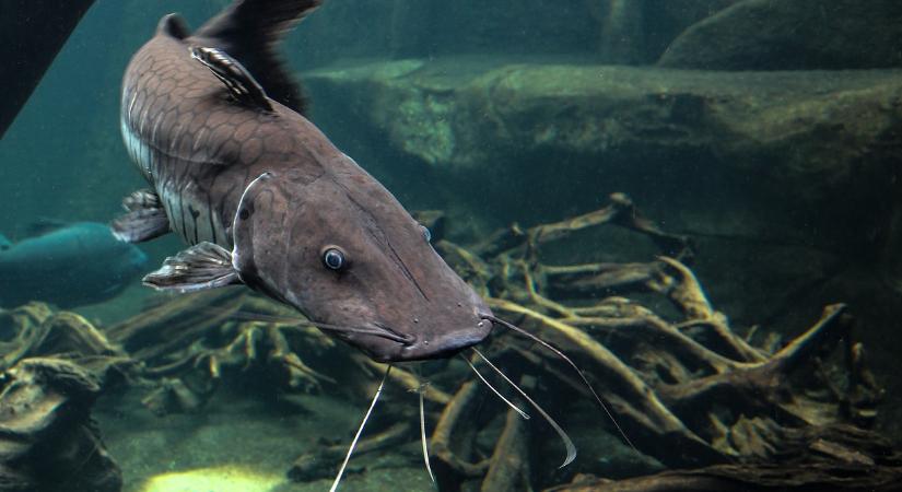 Gigantikus harcsát fogtak, megdöbbentő mekkora állat akadt horogra