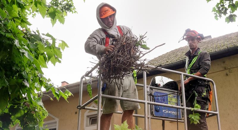 Kaposváron is leszedik a vetési varjak fészkeit