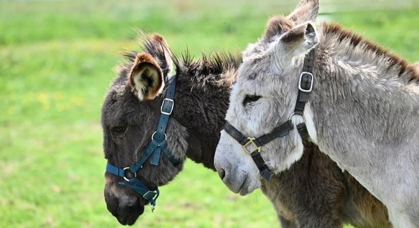 Aki szamarat vesz, kalandot vesz – és néha fejfájást is