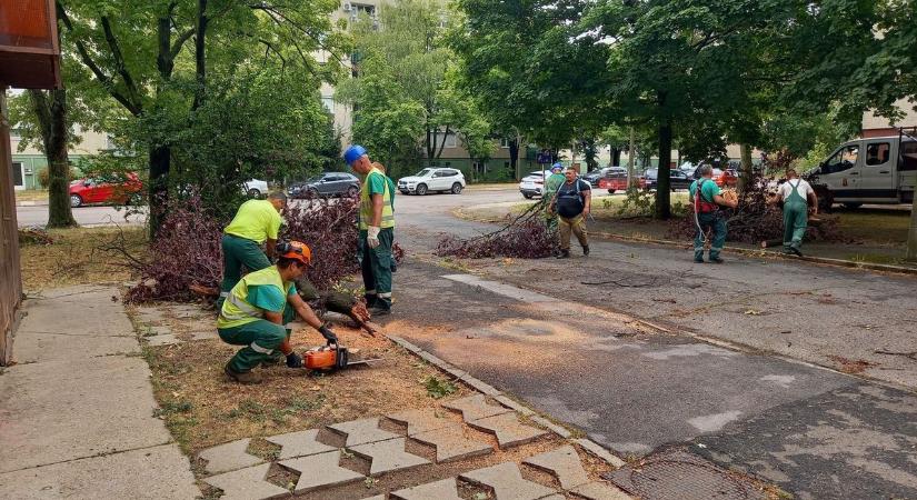 Lakossági összefogás gyorsítja a vihar utáni munkát Kecskeméten