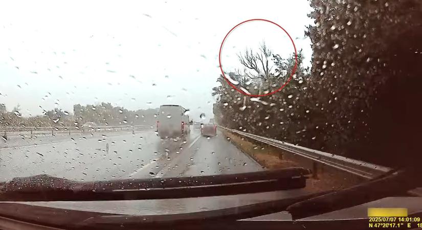 Fa dőlt a család autójára az M7-esen – videó