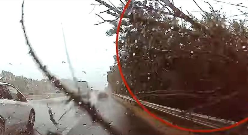 Videón a drámai pillanat: hatalmas fa zuhant a családra az M7-esen
