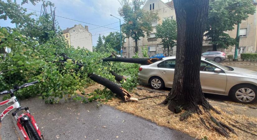A viharkár miatt Szegeden több városrész járhatatlanná vált, a szakemberek folyamatosan dolgoznak a letört ágak, instabil fák és leszakadt vezetékek eltávolításán