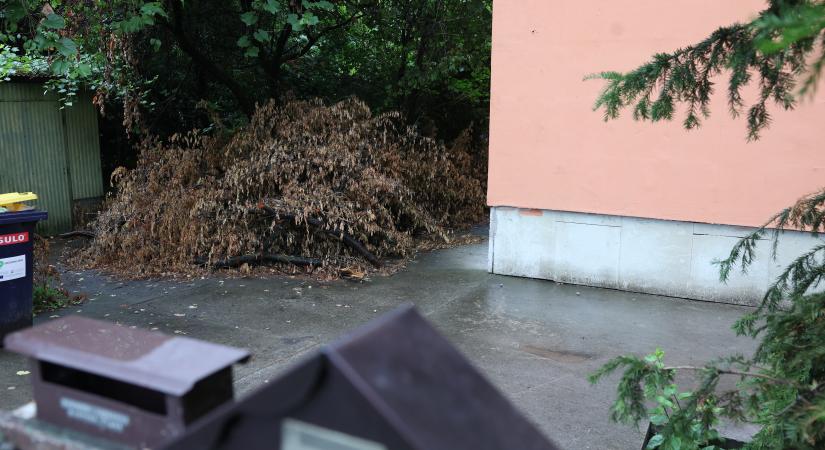 Miért hagytátok meghalni Józsit? – Élőben nézték a neten, ahogy fülhallgatóval a fején felakasztja magát egy fára a 18 éves fiatal